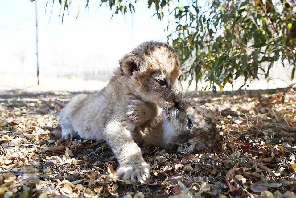 The world's first lion cubs born through artificial insemination, Victor and Isabel, play under a tree at the Ukutula private game conservation centre, northwest of the South African capital Pretoria, on September 14, 2018. Scientists hope that the technique could be applied elsewhere to save endangered wild felines globally. Phill Magakoe/AFP