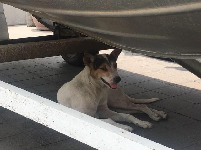 Gringo rests under a boat parked at Philippine Red Cross headquarters on Saturday, September 15, 2018. Photos: Tina Panganiban-Perez