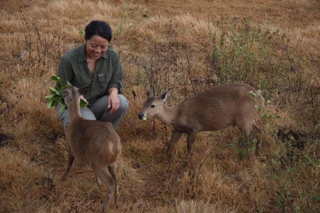 Philippine Biodiversity Conservation Foundation Inc. (PBCFI) Executive Director Lisa Paguntalan with Calamian deers in Calauit Island, Busuanga, Palawan. FB PHOTO 