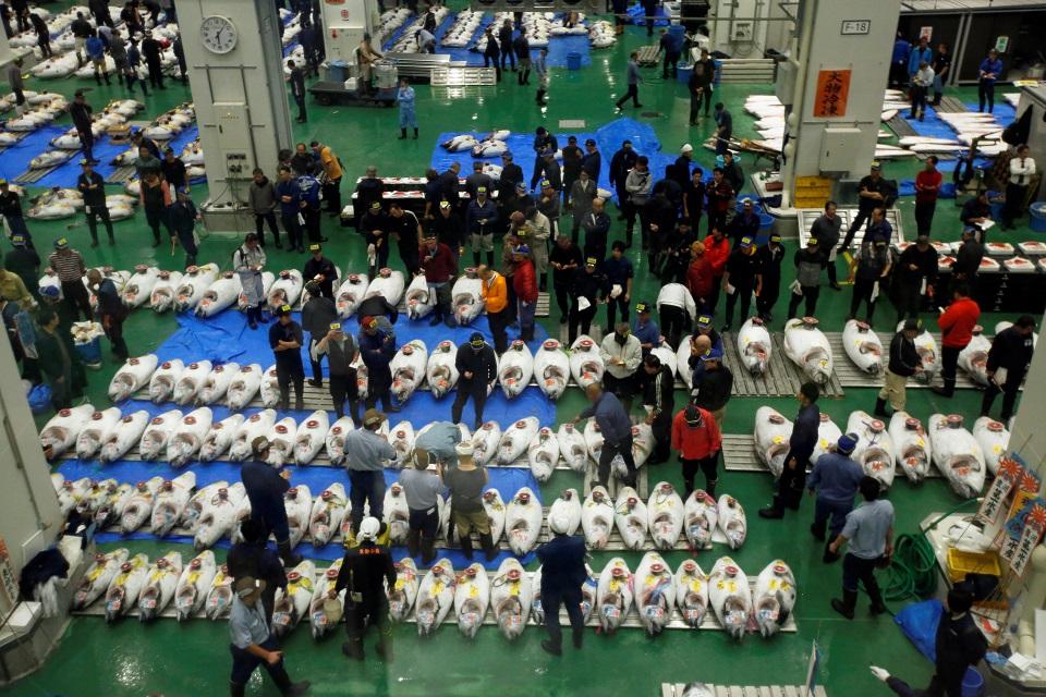 Wholesalers check the quality of frozen tuna displayed during the first tuna auctions on the opening day of the new Toyosu market, which took over from Tsukiji market, in Tokyo, Japan, October 11, 2018. REUTERS/Issei Kato