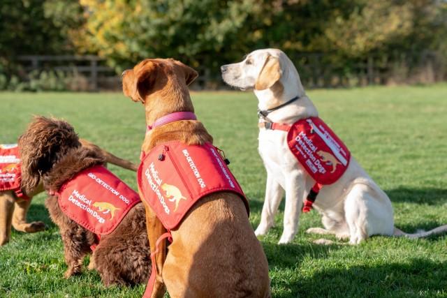 Dogs from charity Medical Detection Dogs, are seen in Milton Keynes, Britain, October 22, 2018. REUTERS/Matthew Stock