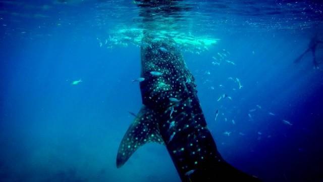 Whale shark watching in Cebu. Photo courtesy of Michael Liao, sourced by Agoda
