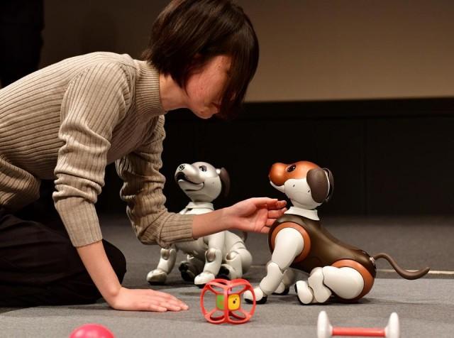 Versions of Sony's puppy-sized robot dog "Aibo", including a 2019 limited special color model (R), are displayed during a press conference at the company's headquarters in Tokyo on January 23, 2019. Aibo, equipped with cameras, artificial intelligence and internet capability, can now remotely check up on family members, children or even pets, the Japanese electronics giant said on January 23. Kazuhiro Nogi/AFP
