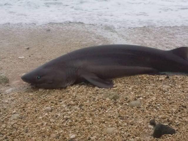 A blunt nose six-gill shark died on the shore of Garcia Hernandez town in Bohol province on Sunday, Jan. 27, 2019. PHOTO BY Zeny Marie Cagulada