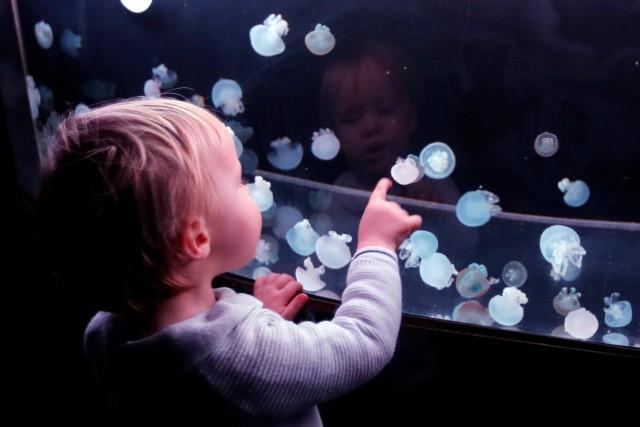 A child looks at jellyfish in a new aquarium display dedicated to 45 different delicate species at the Paris Aquarium, France, January 16, 2019. REUTERS/Charles Platiau