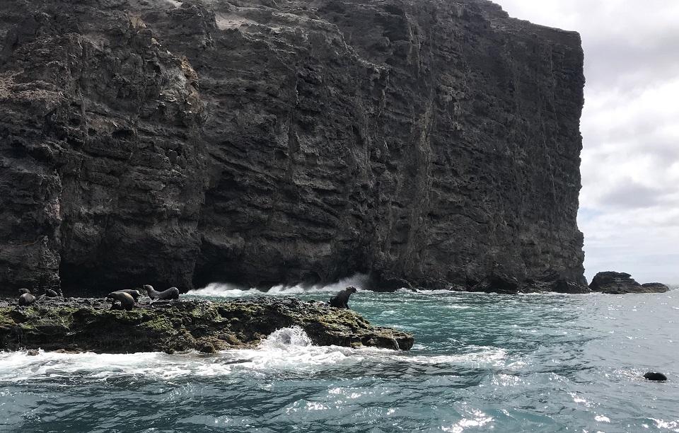 Sea lions bask on rocks on the island. Ana Fernandez/AFP