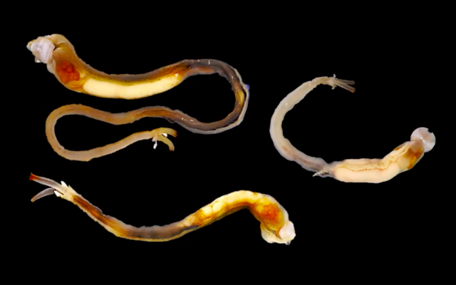 A photograph of Tamilokus mabinia, a completely new genus and species of shipworm discovered in Mabini, Batangas, in 2018. Source: Reuben Shipway et al., PMS-ICBG