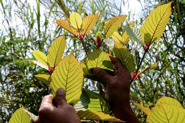 Miracle Cure Or Dangerous Drug Indonesia Cashes In On Kratom Gma News Online