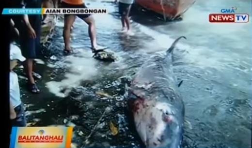 Pygmy Sperm Whale Found Dead In Davao Had Plastic Condom Junk Foo