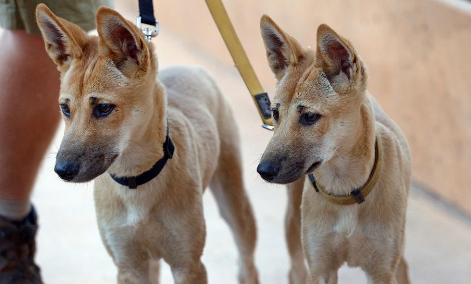 In this photo taken on October 12, 2013 handler Matt Williams holds 18-month-old dingo pups Digger (male) and Marle (female) at the Alice Springs Desert Park in Australia's Northern Territory state. Greg Wood/AFP