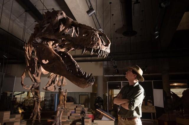 This December 2016 handout photo released by the University of Alberta shows Dr W. Scott Persons looking at the skeleton of the Tyrannosaurus rex "Scotty" at the T.rex Discovery Centre in Eastend, Saskatchewan, Canada. The towering T. rex, discovered in western Canada in 1991, is the world's biggest, a team of paleontologists said on March 22, 2019, following a decades-long process of reconstructing its skeleton. Nicknamed Scotty for a celebratory bottle of scotch consumed the night it was discovered, the T. rex was 13 meters long and probably weighed more than 8,800 kilos (19,400 pounds), making it bigger than all other carnivorous dinosaurs, the team from the University of Alberta said. Amanda Kelley/University of Alberta/AFP