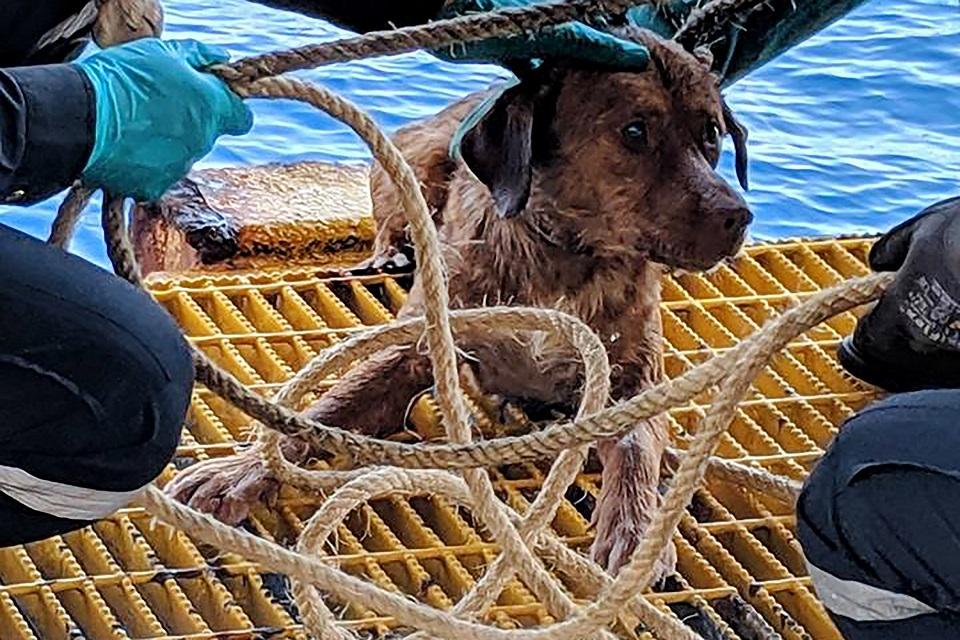 This handout from Vitisak Payalaw taken on April 12, 2019 and released to AFP on April 16, 2019 shows Boonrod the dog after he was rescued by workers on an oil rig off the coast of the Gulf of Thailand. Handout/Vitisak Payalaw/AFP