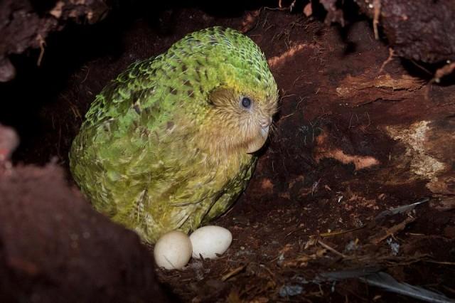 This handout photo taken on January 27, 2019 and released on April 18, 2019 by the New Zealand Department of Conservation shows a kakapo sitting on its nest on Codfish Island, also known as Whenua Hou, off the south coast of New Zealand's South Island. ANDREW DIGBY/New Zealand Department of Conservation/AFP
