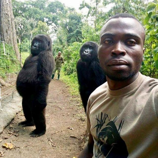 Mathieu Shamavu, Virunga Ranger and caretaker at Senkwekwe Center for Orphaned Mountain Gorillas poses for a selfie with two gorillas at Virunga National Park, Democratic Republic of the Congo April 18, 2019 in this picture obtained from social media April 25, 2019. Mathieu Shamavu for www.virunga.org via REUTERS