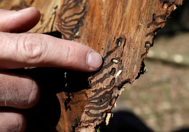 A forest researcher points at a bark beetle near the village of Markvartice, Czech Republic, April 5, 2019. Picture taken April 5, 2019. REUTERS/David W Cerny