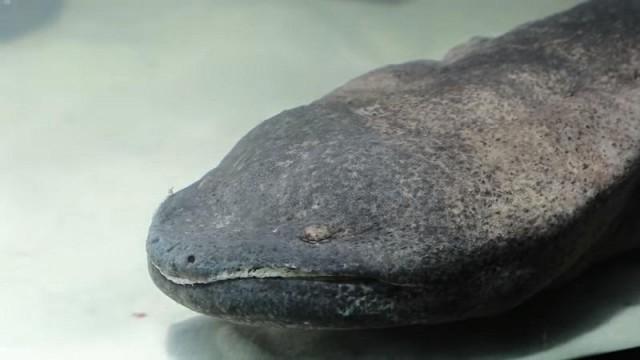 The newly discovered Chinese giant salamander is the world's largest amphibian and an endangered species. Screencap: Zoological Society of London
