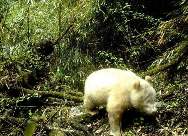 This handout photograph taken on April 20, 2019 and released by the Wolong National Nature Reserve on May 26, 2019 shows a rare all-white giant panda in the Wolong National Nature Reserve in Wenchuan County, southwest China's Sichuan province. Handout/Wolong National Nature Reserve/AFP