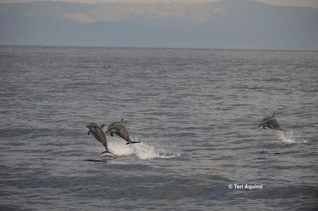 Dwarf spinner dolphins. Photo courtesy of Rare