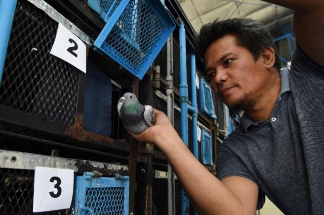 In this photo taken on March 28, 2019, an employee of the Philippine pigeon homing association loads a pigeon onto a cage on a truck prior to the MacArthur competition, the longest homing pigeon race in the Philippines, in Manila. Ted ALJIBE / AFP