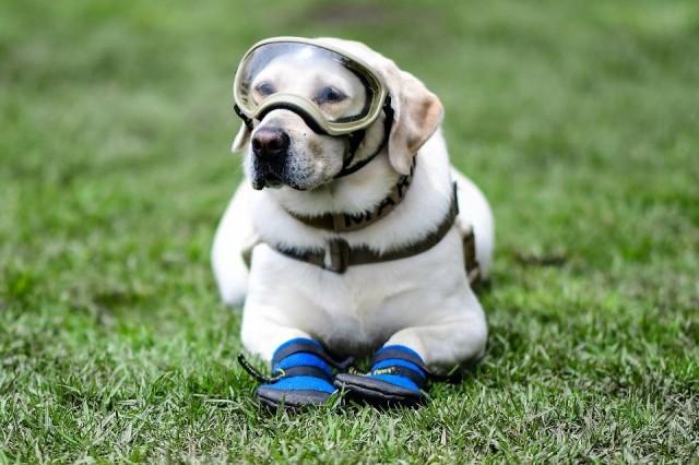 In this file photo taken on September 06, 2018, a rescue dog from the Mexican Navy, Frida, takes a break during a training session in Mexico City. Now 10 years old, the Labrador retriever who was a hero among rescue dogs in the September 2017 quake retired on June 24, 2019 during a ceremony. Ronaldo Schemidt/AFP