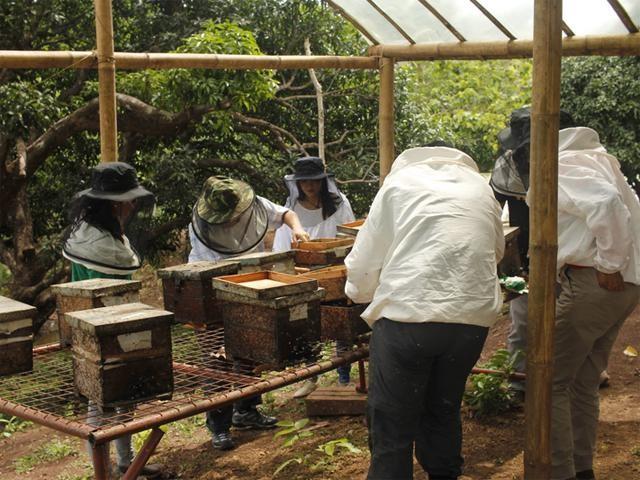 Beekeepers from Yamang Bukid Farm and bee experts from the University of the Philippines Los Banos place new stingless bee colonies at a temporary bee yard at Yamang Bukid Farm (Photo by Dianne Kathryn Datu)