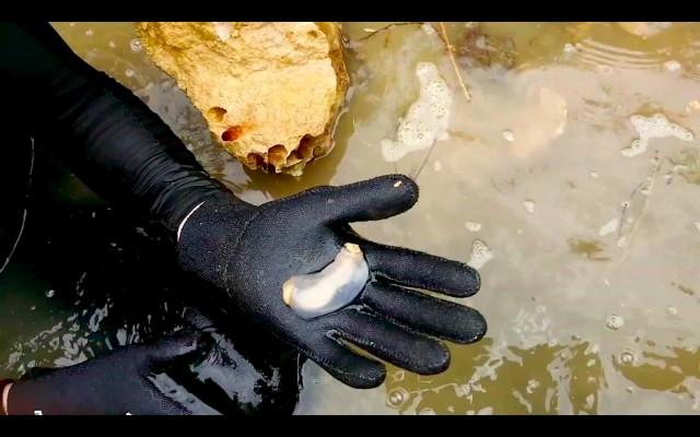A scientist holds up a specimen of Lithoredo abatanica, a limestone-eating shipworm found exclusively in the Abatan River, Bohol. In the background is a rock riddled with boreholes made by the creature. PHOTO CREDIT: Northeastern University/YouTube