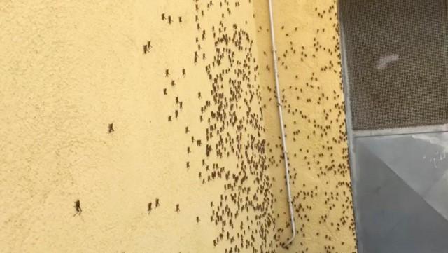 Locusts are seen in Sardinia, Italy in this undated image taken from a video obtained by social media. Coldiretti/via REUTERS