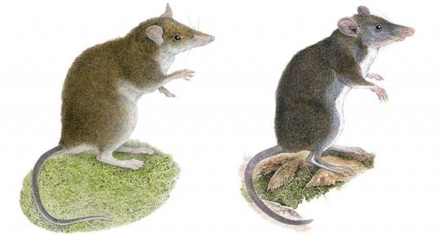 Two new species of worm-eating rodents were discovered in Luzon and have been described in a paper published in the Journal of Mammalogy on June 6, 2019: Rhynchomys mingan (left) and Rhynchomys labo (right). This brings the number of Rhynchomys species up to six, all of which are found nowhere else in the world. PHOTO CREDIT VELIZAR SIMEONOVSKI/FIELD MUSEUM