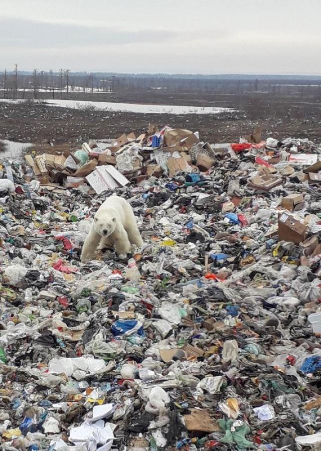 Exhausted Polar Bear Wanders Into Siberian City Gma News Online