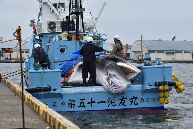 A captured minke whale is unloaded from a whaling ship at a port in Kushiro, Hokkaido Prefecture on July 1, 2019. Japanese whalers brought ashore their first catches on July 1 as they resumed commercial hunting after a three-decade hiatus, brushing aside criticism from activists who say the practice is cruel and outdated. Kazuhiro Nogi/AFP