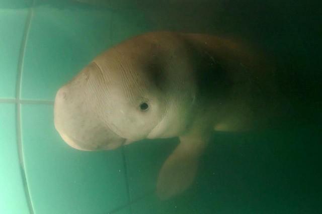 This undated handout from Thailand's Department of Marine and Coastal Resources released on July 6, 2019 shows Jamil the dugong as he is being cared for at the Phuket Marine Biological Center in Phuket. Handout/ Department of Marine and Coastal Resources/AFP