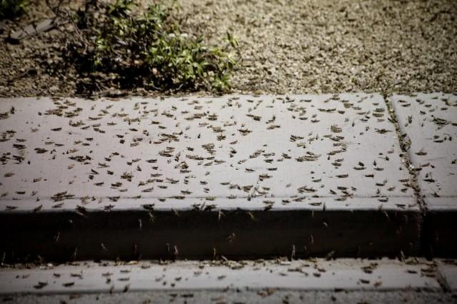 Grasshoppers swarm a sidewalk a few blocks off the Strip on July 26, 2019 in Las Vegas, Nevada. Bridget BENNETT / AFP
