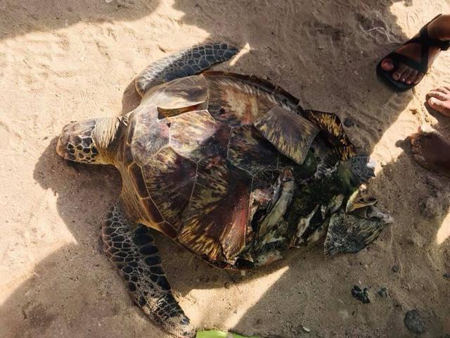 Photos courtesy by Haron Vargas