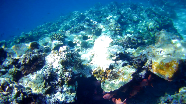 Above and below: Reefs in the Kalayaan Island Group in the West Philippine Sea. All photos courtesy of the Biodiversity Management Bureau