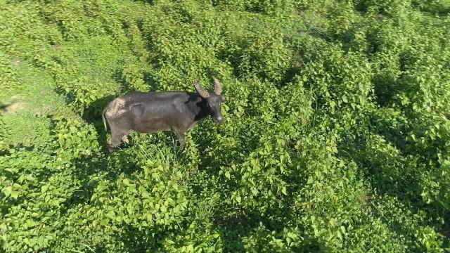 Revisiting The 20 year old Philippine Tamaraw On Born To Be Wild 