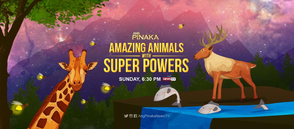Ang Pinaka' lists down the most amazing animals with 'superpowers' | GMA  News Online
