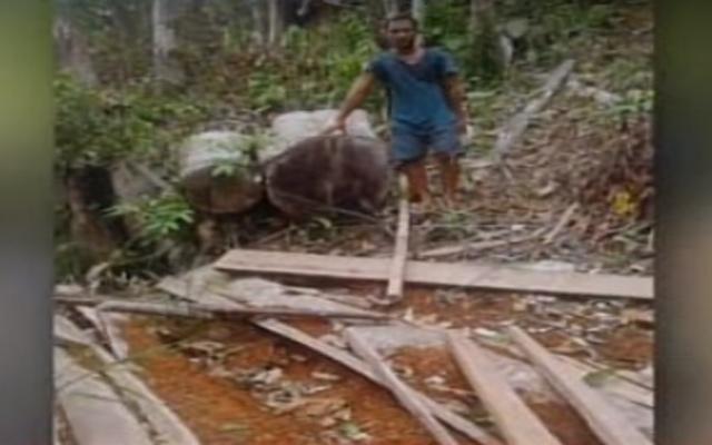 Mga puno sa Palawan, ilegal na pinuputol para magamit umano sa mga