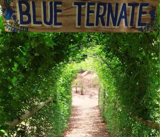 An IG-ready archway adorned with vines of edible blue ternate.