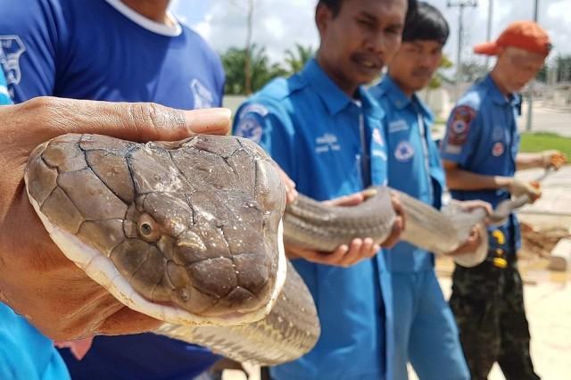 This handout from the Krabi Pitakpracha Foundation taken on October 13, 2019 and received on October 15, 2019 shows members of the rescue foundation holding a four-meter long king cobra that was found in a sewer in Krabi. Rescuers finally pulled the snake out after an hour-long operation. The foundation said on October 15 that the snake was one of the largest ever captured there. Handout/Krabi Pitakpracha Foundation/AFP