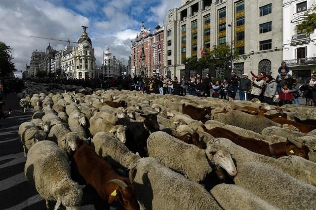 Shepherds guide a flock of around 2,000 sheep and goats through the city center of Madrid on October 20, 2019 in defense of ancient grazing and migration rights increasingly threatened by urban sprawl. Oscar del Pozo/AFP