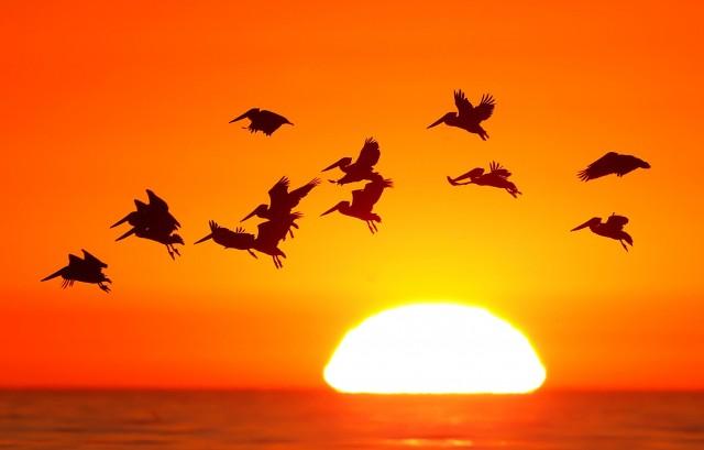 Pelicans silhouetted by a setting sun fly as they look for fish along the California coastline near Leucadia, California November 1, 2013. REUTERS/Mike Blake/File Photo