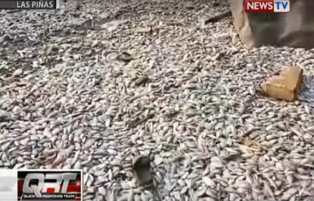 Bfar Nagbabala Laban Sa Pagkain Ng Isda Na Naglutangan Sa Manila Bay