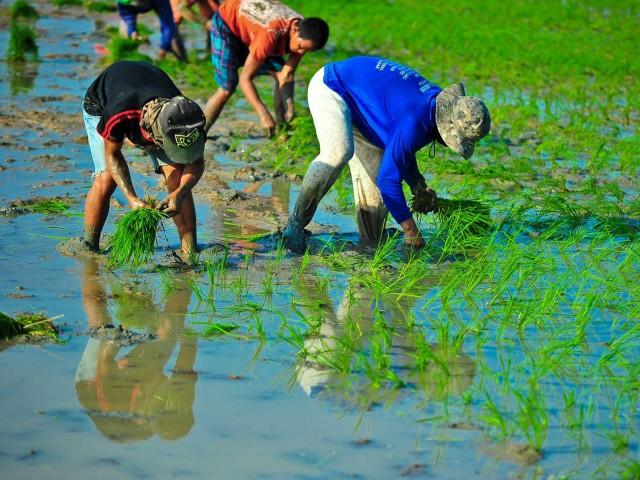 Rice tariffication law philippines image