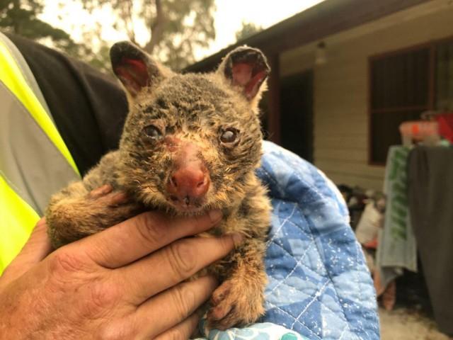 Wildlife Information, Rescue and Education Services (WIRES) volunteer and carer Tracy Burgess holds a severely burnt brushtail possum rescued from fires near Australia&acirc;s Blue Mountains, December 29, 2019. Picture taken December 29, 2019. REUTERS/Jill Gralow