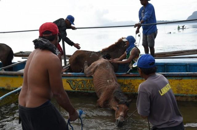 Residents living at the foot of Taal volcano unload their horses from a wooden boat after rescuing them from their homes and transporting them to Balete town, Batangas province south of Manila on January 14, 2020. Ted ALJIBE / AFP