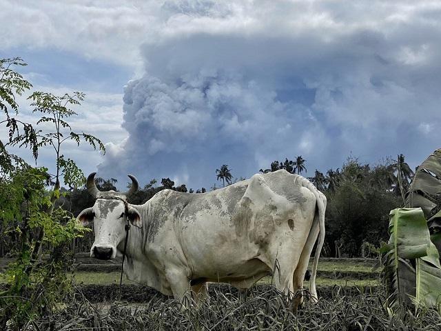A cow, partly covered in ash, grazes on ash-covered grass in Laurel, Batangas on Monday, Jan. 13, 2020. With their owners hurriedly evacuating to safer ground after Taal Volcano's eruption, these farm animals are left to fend for themselves. Neighbors say they expect the owners to come back to check on them. RAFFY TIMA