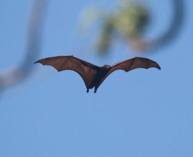 Bats are friends - they are the very reason why we are enjoying bananas, durian and a hundred more fruits pollinated by them, says biologist Lisa Paguntalan. PHOTO BY GODFREY JAKOSALEM 