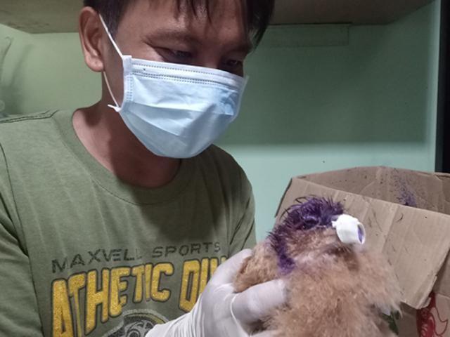 Wounded baby serpent eagle. --williamor Magbanua