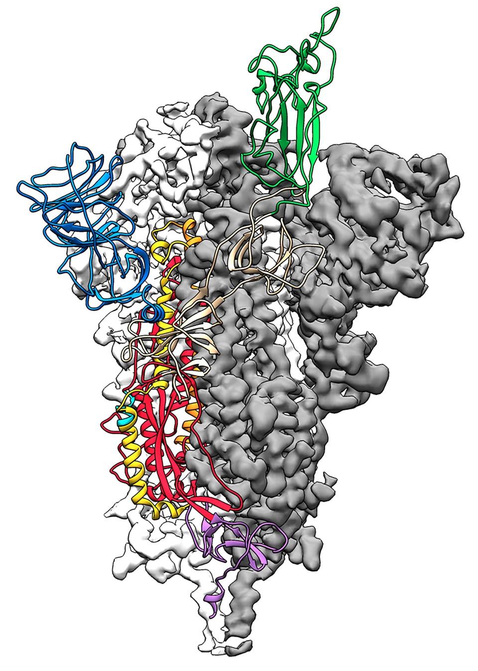 The first 3D atomic scale map of the part of the 2019 novel coronavirus that attaches to and infects human cells is seen in an illustration provided by the University of Texas at Austin and the National Institutes of Health, US, February 19, 2020. University of Texas at Austin/Handout via REUTERS.