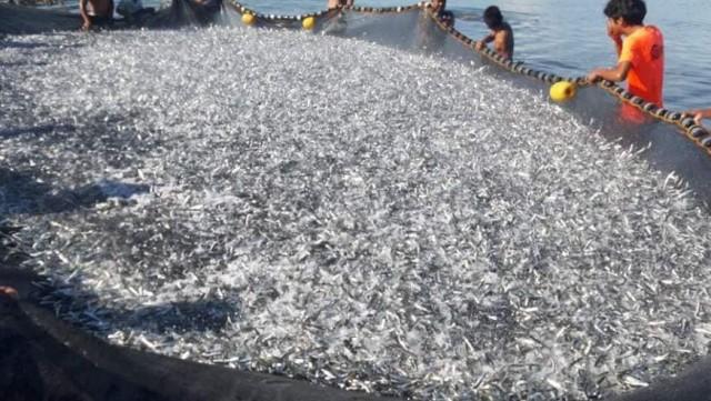 Romblon Fishermen Share Abundant Catch With Neighbors